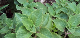 orejano brujo